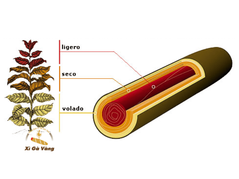 Lá thuốc xì gà được chia thành ba loại chính